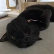 ハチワレの画像