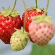 kiの画像
