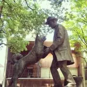 hachi