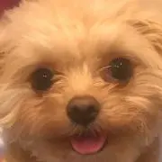 まろんぷーの画像