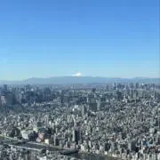 mimosaの画像