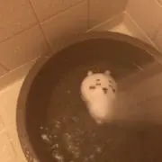 ヒヨンの画像