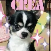 CREA