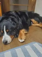 ぶっちょ