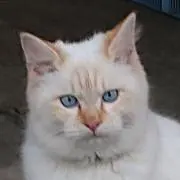 にゃんこにこ