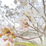 ゆーかの画像