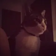 あくびの画像