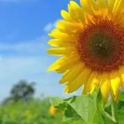 ま。の画像