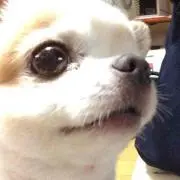 Mintの画像