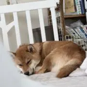 不死身の画像