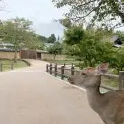 しかの画像
