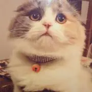 おはむ☆