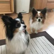 やーまんの画像