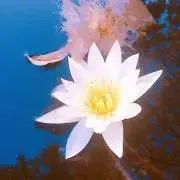 タマの画像