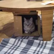 三っちゃんの画像
