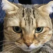 サカモトの画像