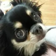 えみごんの画像