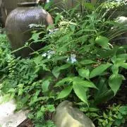 えな