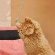 三つ星の画像