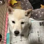 カマキリ