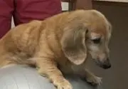 しまこの画像
