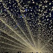koyuの画像