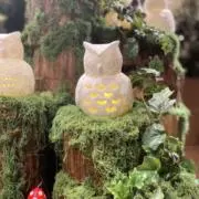 わたぼうしの画像