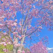 ななの画像