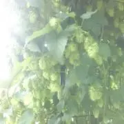 Sakurakoの画像