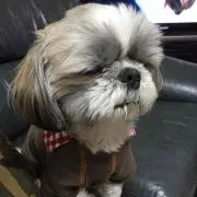 Ｐノキオの画像
