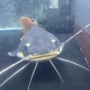 なまずん