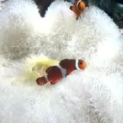 たかちょんの画像