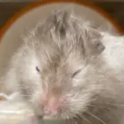 まめ吉の画像