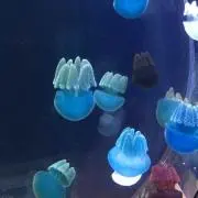 あきの画像