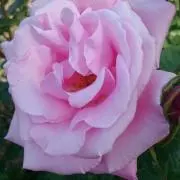 R E Iの画像