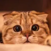 けいの画像