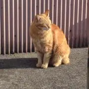 ゆう