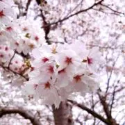 ナカモリの画像