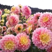 ki-aoの画像