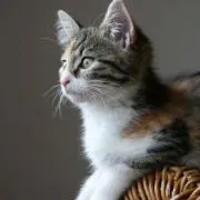 純子