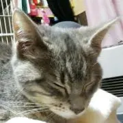 ともの画像