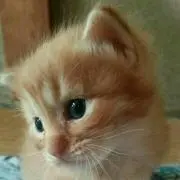 ふなちゃんの画像