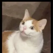 アルトルの画像
