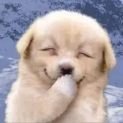 HANAの画像