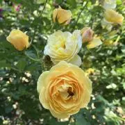 海苔子★まとめ買い時は、コメント必要の画像