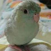 Hana