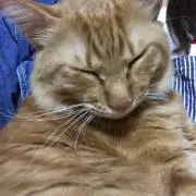まりおみ