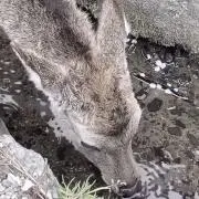 わもの画像