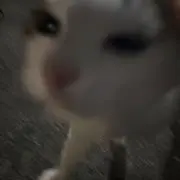 柃の画像