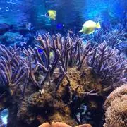 Aliveꕤ*.゜の画像